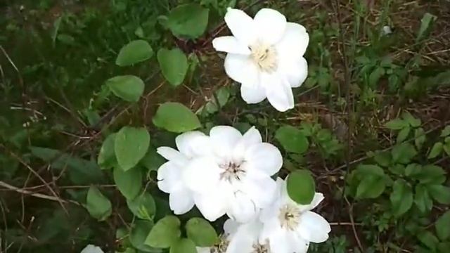 Клематис Дженси крим смотреть онлайн