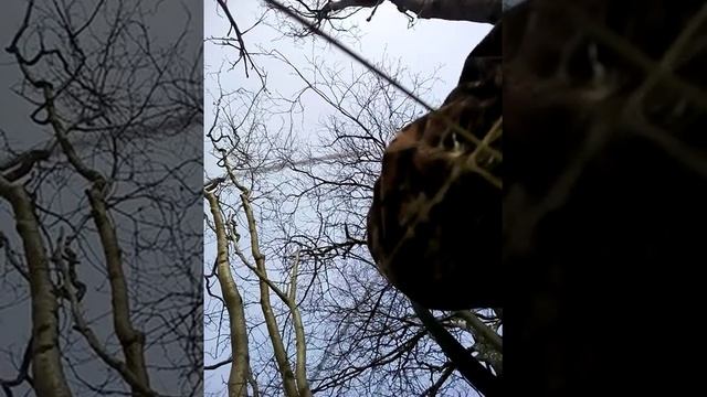 Охота на селезня кряквы с манком смотреть онлайн