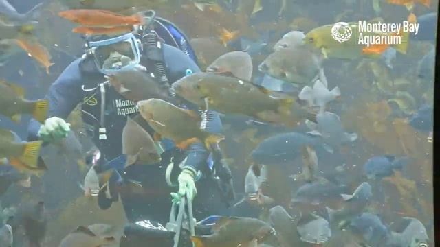 Time to feed the fishes in the Kelp Forest! | The Aquarium From Home смотреть онлайн