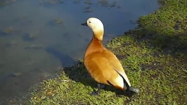 Огари в Москве смотреть онлайн