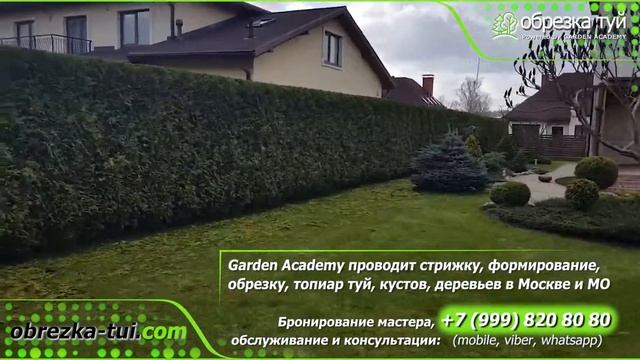 Стрижка туй Москва Обрезка туй ☎+7-999-820-80-80 www.Obrezka-tui.com смотреть онлайн