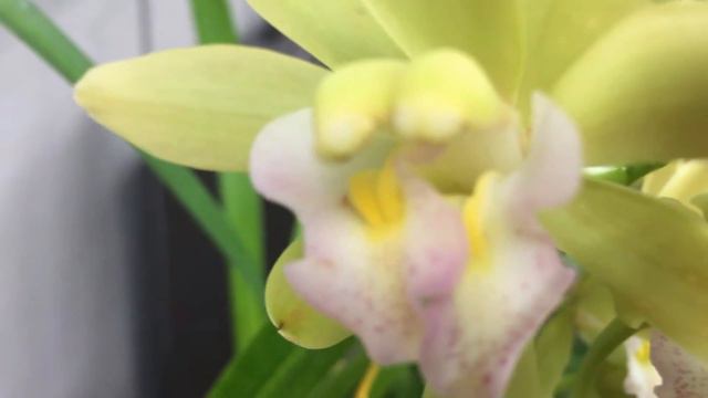 Cymbidium Sweet Heart Spring Pearl