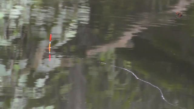 Рыбалка, ПОКЛЁВКИ на поплавочную удочку на речке. Fishing angeln câu cá memancing wędkarstwo 钓鱼 смотреть онлайн