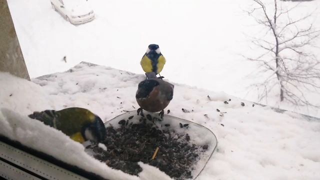 2019. Кормушка (2019. Bird feeder) смотреть онлайн