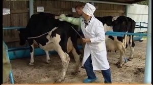 Лучший бык-осеменитель