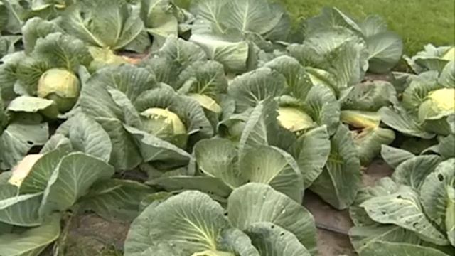 Описание и характеристика сорта: капуста Мензания, Ринда, Бухарест, Ред Династи смотреть онлайн