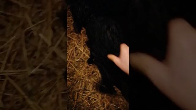 Окот овец смотреть онлайн