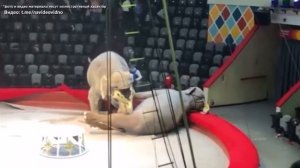 В цирке Казани слоны подрались во время представления
