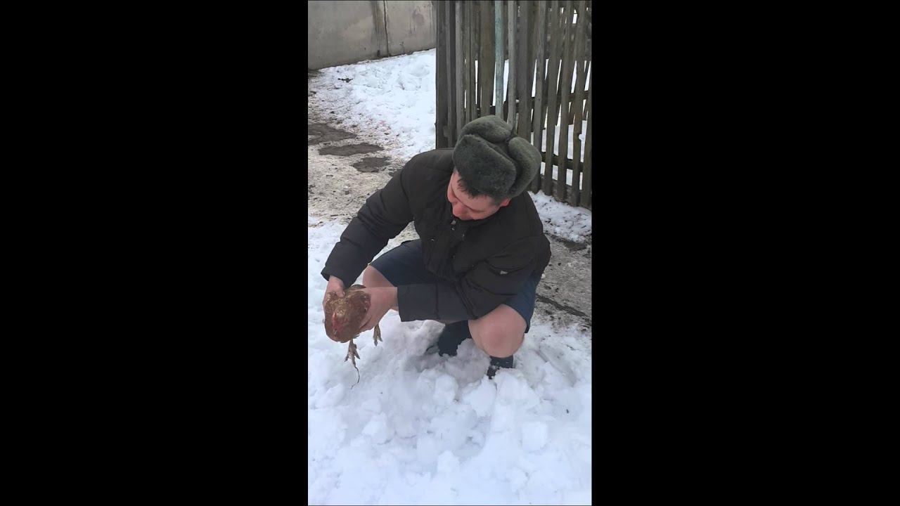 Курочка ряба смотреть онлайн