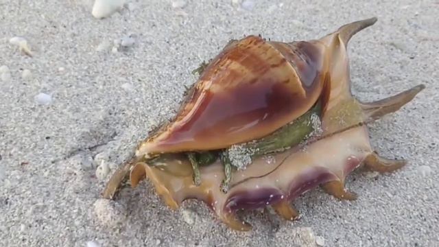 Дома бывают разные, как и их жители! смотреть онлайн