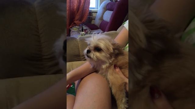 Переходный возраст у собаки смотреть онлайн