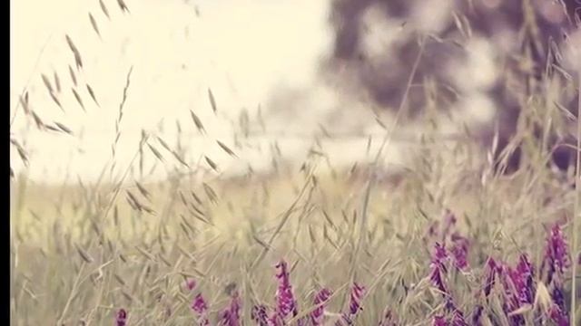 Мир цветов.avi смотреть онлайн