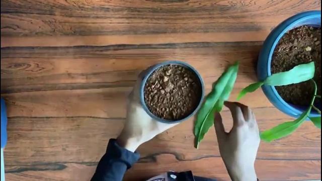 How To Propagate Dutchman's pipe cactus | Nocturnal plant |Epiphyllum oxypetalum смотреть онлайн