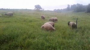 Электропастух для овец