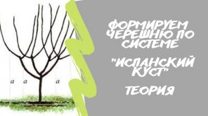 Формируем черешню? по системе «Испанский куст». Теория.