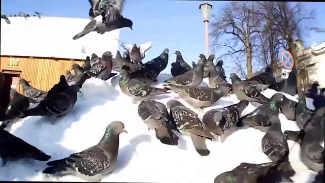 Pigeons attack смотреть онлайн