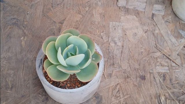 || ECHEVERIA PEACH PRIDE ||