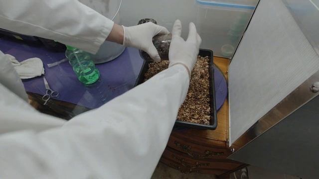 Golden Teacher All in one bag -Transfer to fruiting chamber смотреть онлайн