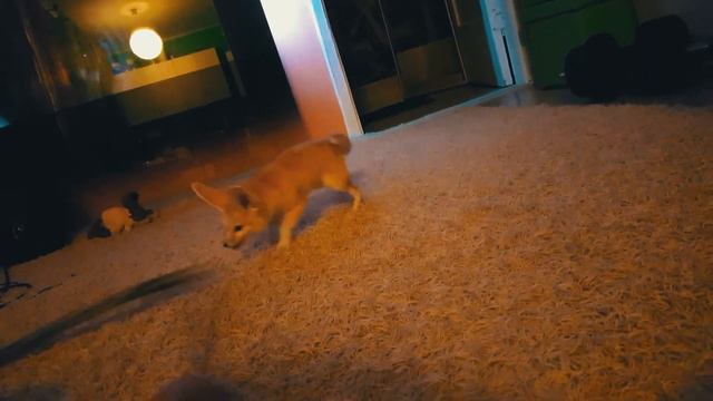 FENNEC FOX Is The Cutest Wildlife Predator. The Smallest FOX In The World! Desert Fox. Facts.Animal