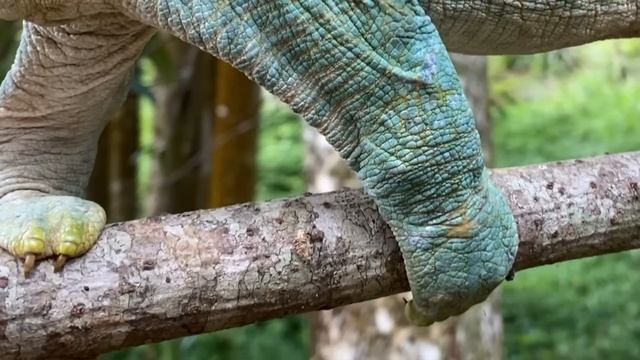 GIANT CHAMELEONS FOUND IN MADAGASCAR! Parson's Chameleons | MADAGASCAR EXPEDITION EPISODE 3 смотреть онлайн