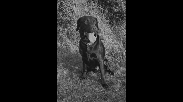 Leica R5 Colour and Black and White Kodak Film Example Prints смотреть онлайн