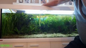 Аквариум подмена воды сифоним грунт