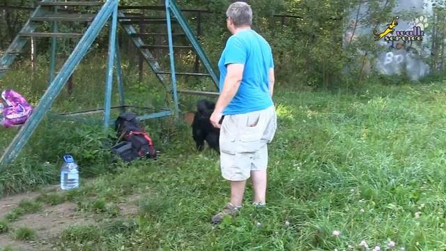 Ребёнок и собака, опасность и непредсказуемость поведения собак, Предсказание будущего смотреть онлайн