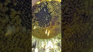 Подсолнечник Сузука. 22.08.2023 год.