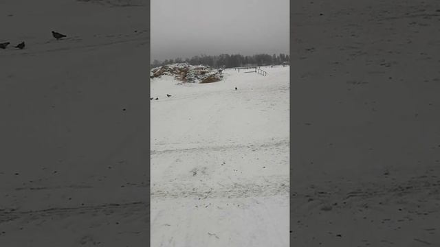 Карови в России гуляеть на загон смотреть онлайн