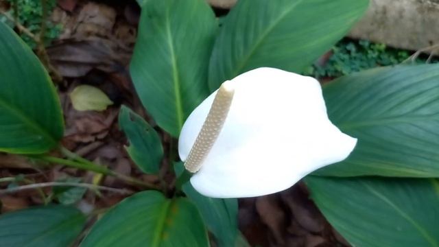 White anthurium смотреть онлайн