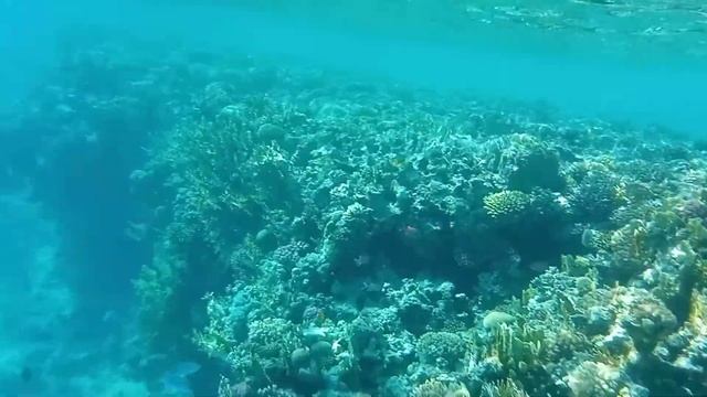 #Коралловый_риф на диком пляже в #Шарм Эль Шейхе. Ноябрь 2020 #coral #Египет смотреть онлайн