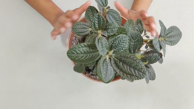 Cuidados de Pilea repens смотреть онлайн