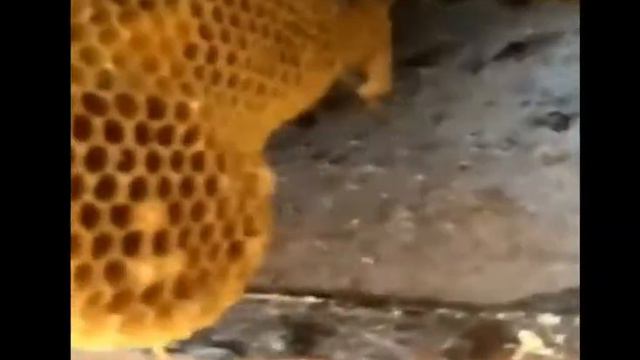 Dangerous Taking big china bee from big tree смотреть онлайн