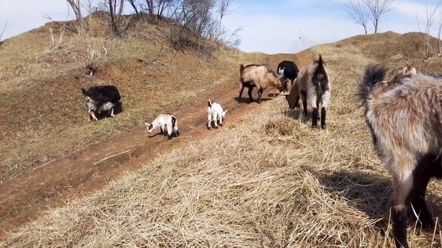 Зефирка и Зорька на прогулке.Хорошая примета. смотреть онлайн