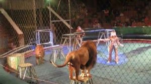 Львы напали на дрессировщиков. Луганский цирк.