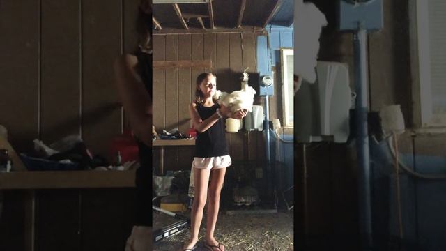 Teaching the cockatoos how to do tricks? смотреть онлайн