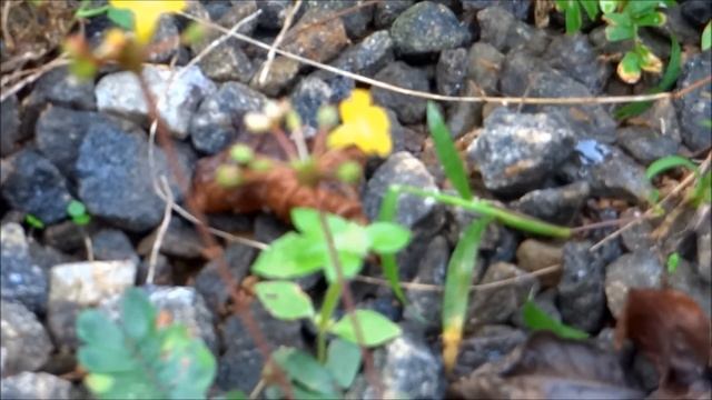 Biophytum Sensitivum - Little Tree Plant - Biophytum Umbraculum - Medicinal Plant смотреть онлайн