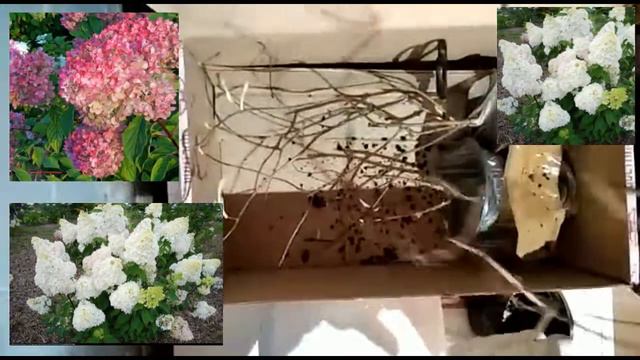 РАСПАКОВКА ПОСЫЛКИ С ГОРТЕНЗИЯМИ С САЙТА "ЦВЕТНИК ПОВОЛЖЬЯ" смотреть онлайн