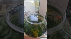 Круглый аквариум с фильтром, адаптированный для жизни,.