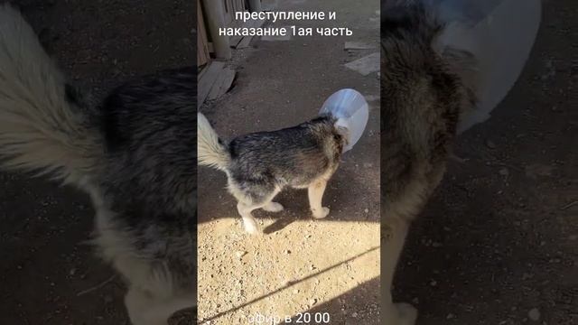 наказание #хаски Харди #собаки #питомцы #животные смотреть онлайн