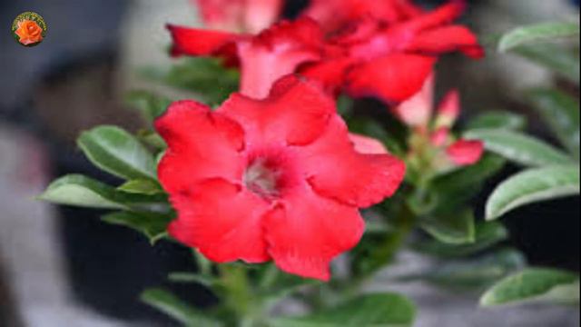 How to Grow and Care Adenium|Adenium complete Guide| Summer care of Adenium |Desert Rose| Hindi |V9 смотреть онлайн