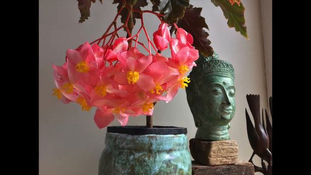 Irene Nuss Begonia