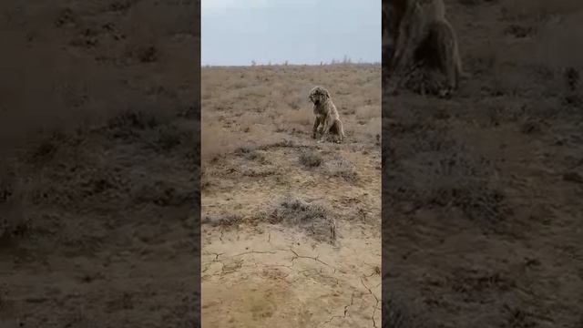 Зелёный тигр Бейнеу, с Айтжан Алибеков смотреть онлайн