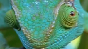 ребятам  о  зверятах    ИГУАНА часть 1