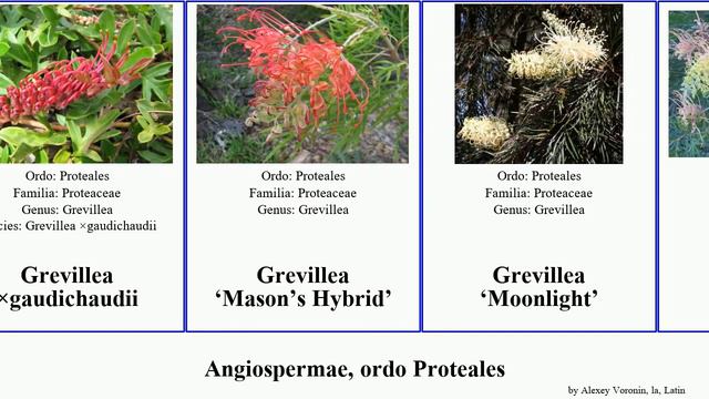 Angiospermae, ordo Proteales grevillea banksia angiosperms cucullatus Candles Telecasted Gold Gem смотреть онлайн