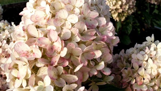 Hydrangea paniculata Living Raspberry Pink смотреть онлайн