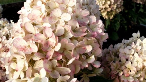 Hydrangea paniculata Living Raspberry Pink