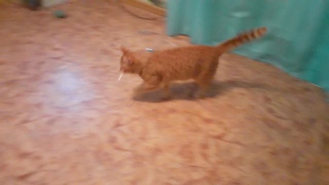 Котик ищет трубочку? смотреть онлайн