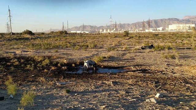 алабай играет в грязи смотреть онлайн