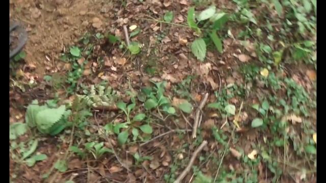 Тест металлодетекторов! Simplex_Plus, Garrett ACE 250, Bounty Hunter Lone Star Pro. Что выбрать? смотреть онлайн